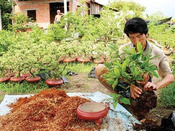 A farmer is nurturing an apricot flower plant for Tet in Cho Lach District, Ben Tre Province (Photo: SGGP) A farmer is nurturing an apricot flower plant for Tet in Cho Lach District, Ben Tre Province (Photo: SGGP)