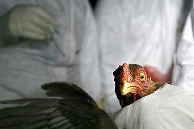 European scientists have found a way to genetically modify chickens so that they don't transmit bird flu, according to research published Thursday in the journal Science. European scientists have found a way to genetically modify chickens so that they don't transmit bird flu, according to research published Thursday in the journal Science.