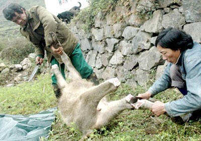 Farmers slaughter a buffalo that has frozen to dead due to the cold weather in Cao Bang Province (Photo: SGGP) Farmers slaughter a buffalo that has frozen to dead due to the cold weather in Cao Bang Province (Photo: SGGP)