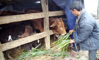 People advised to keep cattle warm in well fenced stables covered with nylon cloth in the central and northern regions People advised to keep cattle warm in well fenced stables covered with nylon cloth in the central and northern regions