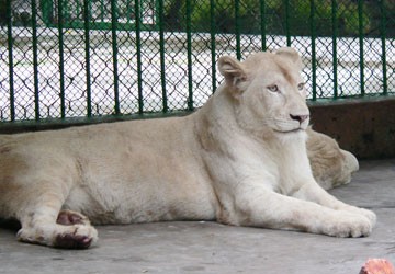 White tigers at Saigon Zoo in Ho Chi Minh City White tigers at Saigon Zoo in Ho Chi Minh City