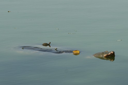 The ancient turtle pictured on the lake surface at 2pm, December 18, 2010 with a small red-eared turtle on the back. (Photo:Vietnamnet) The ancient turtle pictured on the lake surface at 2pm, December 18, 2010 with a small red-eared turtle on the back. (Photo:Vietnamnet)