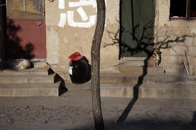 Dogs soak in the warmth of the sun outside a house on the outskirts of Beijing Tuesday, Jan. 18, 2011. Dogs soak in the warmth of the sun outside a house on the outskirts of Beijing Tuesday, Jan. 18, 2011.