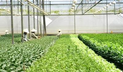 Trồng hoa công nghệ cao tại Công ty Dalat Hasfarm. Trồng hoa công nghệ cao tại Công ty Dalat Hasfarm.