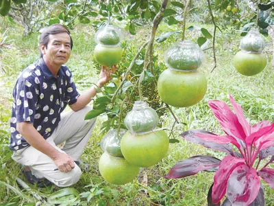 Bưởi hồ lô