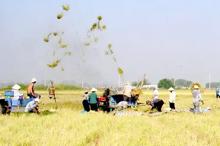 Nông dân Đồng Tháp thu hoạch lúa. Ảnh: Trần Minh Trường Nông dân Đồng Tháp thu hoạch lúa. Ảnh: Trần Minh Trường