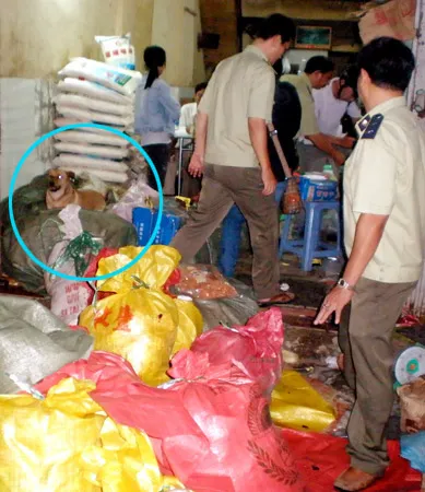 Nơi chứa hàng thành nơi trú ngụ của chó, gián, chuột Nơi chứa hàng thành nơi trú ngụ của chó, gián, chuột