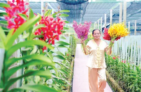 Các vườn lan ở Củ Chi cung cấp hoa quanh năm cho thị trường thành phố Các vườn lan ở Củ Chi cung cấp hoa quanh năm cho thị trường thành phố