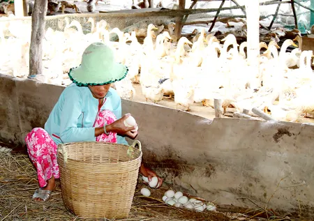 Giảm rủi ro, tăng thu nhập
