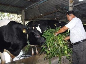A farmer in Tan Thong Hoi Commune raises milk cows as per the new rural model (Photo: VNA) A farmer in Tan Thong Hoi Commune raises milk cows as per the new rural model (Photo: VNA)