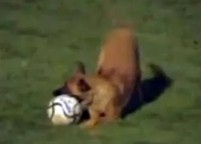 Chú chó cảnh sát vờn bóng.