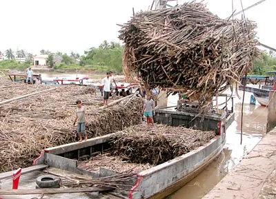 Hàng loạt nhà máy đường... thoi thóp
