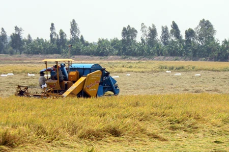 Nông dân Tứ giác Long Xuyên thu hoạch lúa. Nông dân Tứ giác Long Xuyên thu hoạch lúa.