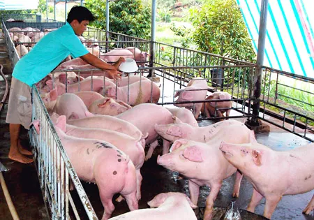 Kiểm soát dịch bệnh để phát triển đàn heo