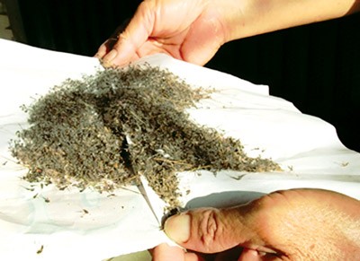 Mosquitoes swept every morning from the floors in Hanoi over the last few weeks (Photo: SGGP) Mosquitoes swept every morning from the floors in Hanoi over the last few weeks (Photo: SGGP)