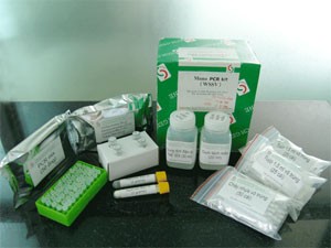 Mono-PCR kit (WSSV), a biotechnological product from the Biotechnology Center of HCMC, is used in real life to detect the white spot syndrome virus on sugpo prawn (Photo: hcmbiotech.com.vn) Mono-PCR kit (WSSV), a biotechnological product from the Biotechnology Center of HCMC, is used in real life to detect the white spot syndrome virus on sugpo prawn (Photo: hcmbiotech.com.vn)