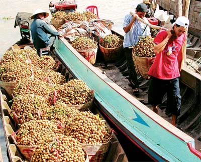 Merchants buy longans from growers in the Mekong Delta province of Vinh Long (Photo: SGGP) Merchants buy longans from growers in the Mekong Delta province of Vinh Long (Photo: SGGP)