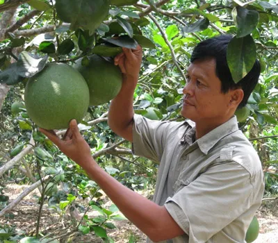 “Lên đời” từ bưởi da xanh