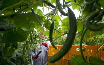 AFP - An employee of the Fontana market gardening company crops cucumbers at a greenhouse in Manschnow, eastern Germany, on June 1, 2011. AFP - An employee of the Fontana market gardening company crops cucumbers at a greenhouse in Manschnow, eastern Germany, on June 1, 2011.