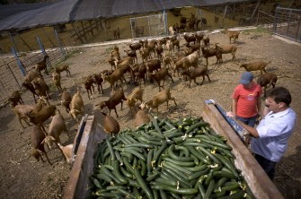 AFP - A farmer unloads discarded cucumbers to feed his goats on June 1, 2011 in Algarrobo, near Malaga, Spain. AFP - A farmer unloads discarded cucumbers to feed his goats on June 1, 2011 in Algarrobo, near Malaga, Spain.