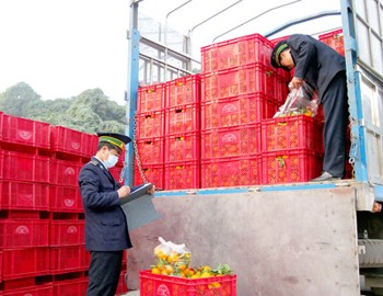 Officials inspect Chinese fruit imports into Vietnam at the Lao Cai Border Gate (Photo: SGGP) Officials inspect Chinese fruit imports into Vietnam at the Lao Cai Border Gate (Photo: SGGP)