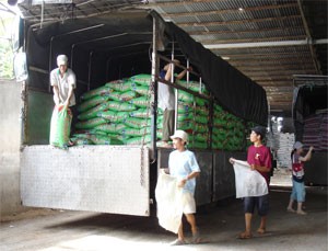 Employees of a rice exporter carry bags of rice on a truck. Local businesses remain unwilling to opt for export credit insurance (Photo: Minh Tri) Employees of a rice exporter carry bags of rice on a truck. Local businesses remain unwilling to opt for export credit insurance (Photo: Minh Tri)