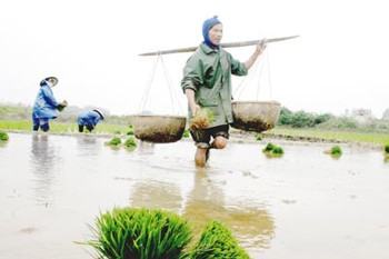Farmers in Thua Thien-Hue Province need about 2,000 tons of short-term rice seeds for the summer-autumn crop (Photo: SGGP) Farmers in Thua Thien-Hue Province need about 2,000 tons of short-term rice seeds for the summer-autumn crop (Photo: SGGP)