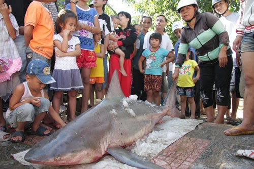 The white shark caught by a Binh Dinh fisherman (Photo: Thanh Nien) The white shark caught by a Binh Dinh fisherman (Photo: Thanh Nien)