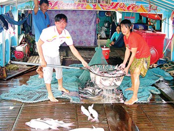 Farmers harvesting tra fish in the Mekong Delta (Photo: SGGP) Farmers harvesting tra fish in the Mekong Delta (Photo: SGGP)