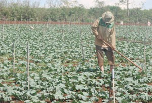 A vegetable farmer is farming on his land in Cu Chi District in HCMC (Photo:Minh Tri) A vegetable farmer is farming on his land in Cu Chi District in HCMC (Photo:Minh Tri)