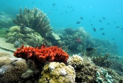 File photo of various kinds of coral in Palawan island in the western Philippines File photo of various kinds of coral in Palawan island in the western Philippines