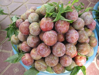 Tam Hoa plum Tam Hoa plum