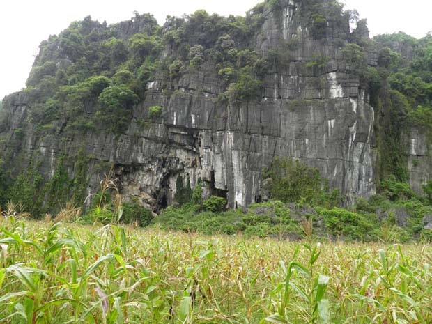 A corn field in Phooc Tre. The troop of monkeys destroy fields of corn and peanut in Hung Lam, Khe Tra, Cha Noi and Phooc Tre A corn field in Phooc Tre. The troop of monkeys destroy fields of corn and peanut in Hung Lam, Khe Tra, Cha Noi and Phooc Tre