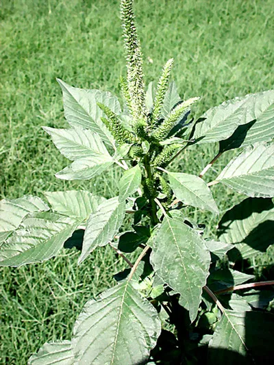 Những sản phẩm độc hại của Monsanto và Dow Chemical ảnh 2 Những sản phẩm độc hại của Monsanto và Dow Chemical ảnh 2
