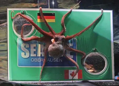 Paula chọn Canada Paula chọn Canada