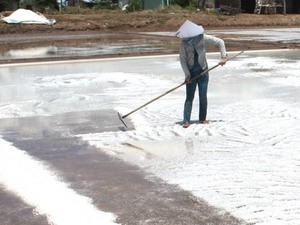 A salt farmer making salt in a field in Nam Dinh (Photo: Vietnamplus) A salt farmer making salt in a field in Nam Dinh (Photo: Vietnamplus)
