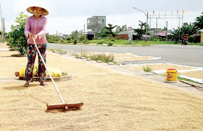 A farmer drying rice at a roadside in Binh Minh District of Vinh Long Province.(Photo:SGGP) A farmer drying rice at a roadside in Binh Minh District of Vinh Long Province.(Photo:SGGP)