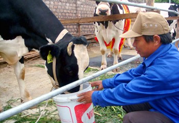 Milk cows in Moc Chau farm are insured against disease for last seven years (Photo: SGGP) Milk cows in Moc Chau farm are insured against disease for last seven years (Photo: SGGP)