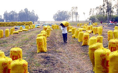 Rice being packaged before selling.(Photo:SGGP) Rice being packaged before selling.(Photo:SGGP)