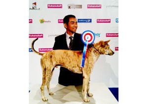 Vietnam’s Phu Quoc ridgeback Dom from Vietnam's team receives the French Best of Breed prize at the recent Paris world dog show Vietnam’s Phu Quoc ridgeback Dom from Vietnam's team receives the French Best of Breed prize at the recent Paris world dog show