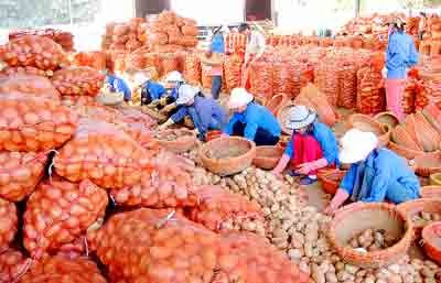 Since July 1 potato imports into Vietnam under check to protect consumers ( Photo: SGGP) Since July 1 potato imports into Vietnam under check to protect consumers ( Photo: SGGP)