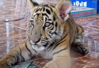 AFP - Handout photo taken on July 12, 2011 and released on July 14, 2011 by the Freeland Foundation shows a tiger cub at a newly-built zoo in Chaiyaphum Province, northeastern Thailand. AFP - Handout photo taken on July 12, 2011 and released on July 14, 2011 by the Freeland Foundation shows a tiger cub at a newly-built zoo in Chaiyaphum Province, northeastern Thailand.