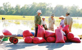 Farmers worry that freeze in rice stockpiling will escalate prices (Photo: SGGP) Farmers worry that freeze in rice stockpiling will escalate prices (Photo: SGGP)