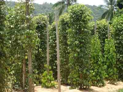 Pepper tree planted in Phu Quoc Island. Vietnam ships abroad 78,000 tonnes of pepper in the first seven months of the year, earning US$420 million (Photo: U. Phuong) Pepper tree planted in Phu Quoc Island. Vietnam ships abroad 78,000 tonnes of pepper in the first seven months of the year, earning US$420 million (Photo: U. Phuong)