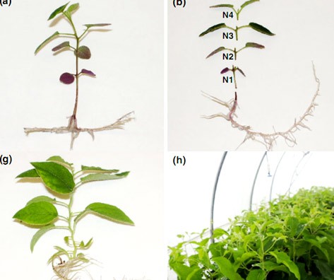 Eucalyptus saplings propagated by node cutting method discovered by Dinh Hung Eucalyptus saplings propagated by node cutting method discovered by Dinh Hung