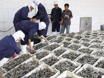 Seafood processing plants face acute shrimp shortage (Photo: VNA) Seafood processing plants face acute shrimp shortage (Photo: VNA)