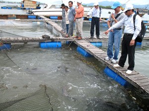 File photo shows a fish farm on a river in the Mekong Delta (Photo: Tuong Thuy) File photo shows a fish farm on a river in the Mekong Delta (Photo: Tuong Thuy)