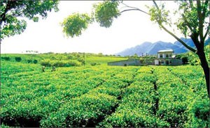 Tea hill with fresh green in Mock Chua Plateau Tea hill with fresh green in Mock Chua Plateau