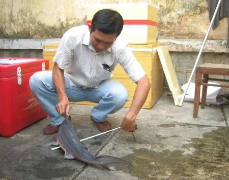 Thêm một con cá mập sọc trắng dính câu tại vùng biển Quy Nhơn