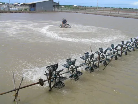 Đồng bằng sông Cửu Long: Hơn 50.000 ha tôm nuôi bị chết